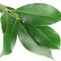Laurel