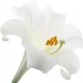 Azucena