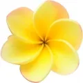 Frangipani (plumeria, plumaria, atapaima)