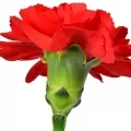 Clavel