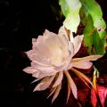 Flor de la Reina de la Noche