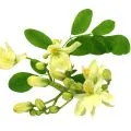Flor de moringa