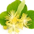 Flor de tilo