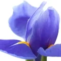 Lirio