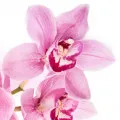 Orquídea