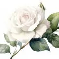 Rosa blanca