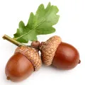 Bellota