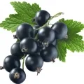 Grosella negra