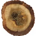 Madera de agar (Oud)