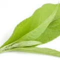 Alcanfor
