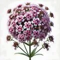Verbena