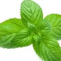 Menta verde