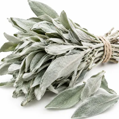 Salvia blanca