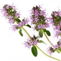 Salvia esclarea